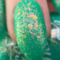Caribbean Green